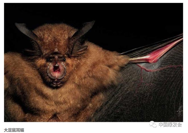 k1棋牌官网中国最大蝙蝠群濒临灭绝境地旅游开发6年后 它们濒临灭绝！(图3)
